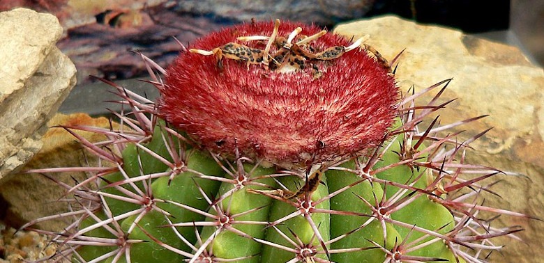 cactáceas