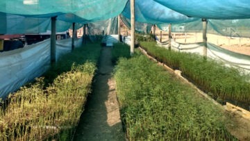 plantines de algarrobo