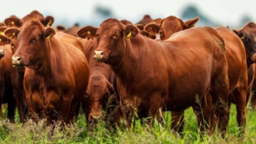 CREATOR: gd-jpeg v1.0 (using IJG JPEG v80), quality = 82