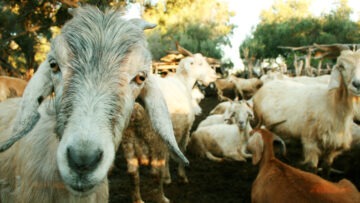 San Francisco, CÃ³rdoba. Cabras en una explotaciÃ³n familiar.