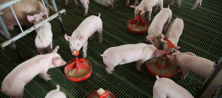 simulación de enfermedades porcinas en Marcos Juárez