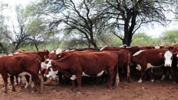 ganado silvo pastoril (2)