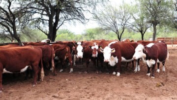 ganado silvo pastoril (3)