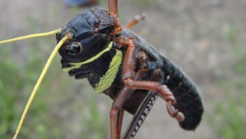 tucura – Senasa (7)