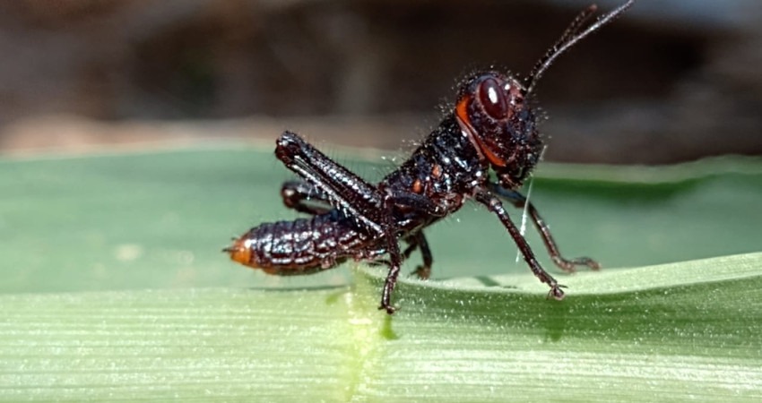 tucura