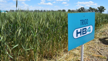 trigo HB4