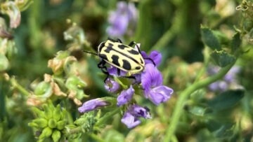 escarabajo “7 de oro”