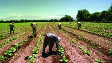 trabajador rural