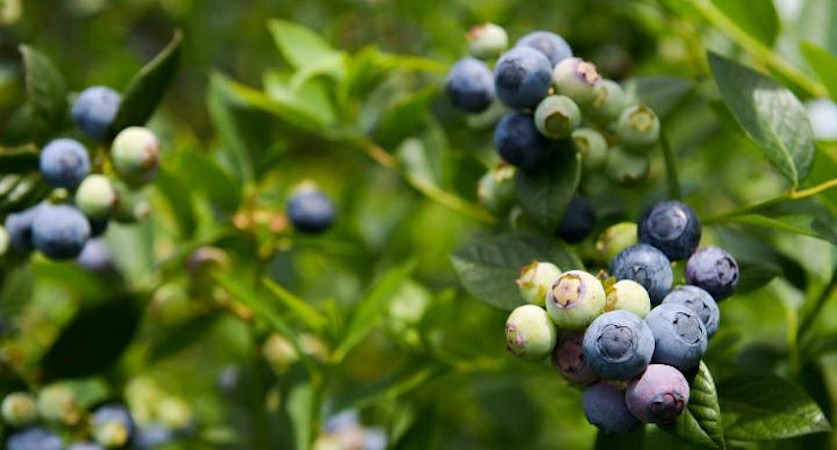 economías regionales