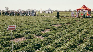 bioinsumos – maní