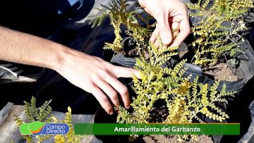amarillamiento de garbanzo