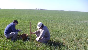 ingenieros agronomos