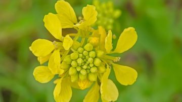 Bright yellow flower of annual basterd cabbage – Rapistrum rugosum