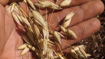 CREATOR: gd-jpeg v1.0 (using IJG JPEG v80), quality = 100