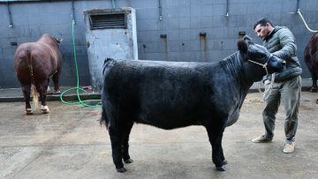 Shorthorn Plus