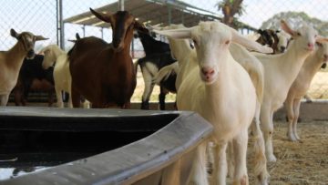 CREATOR: gd-jpeg v1.0 (using IJG JPEG v90), quality = 82