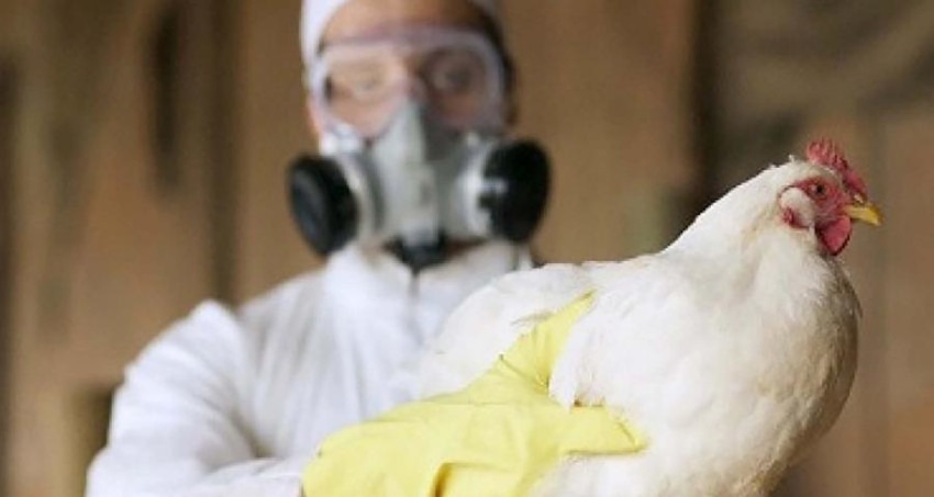 influenza aviar