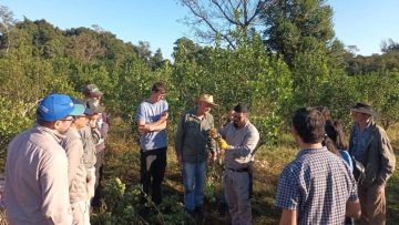 productores yerbateros