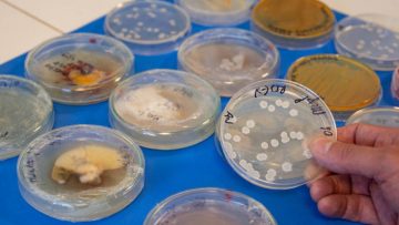 CREATOR: gd-jpeg v1.0 (using IJG JPEG v80), quality = 82