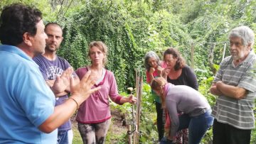 Médicos de plantas 2