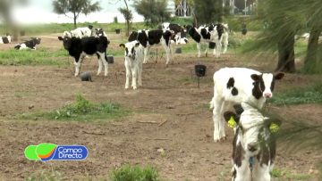 Vacas en transiciión