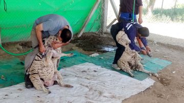 Esquila de ovejas (1)