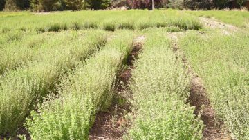 Oregano MAGNO INTA – FCA (3)