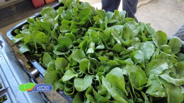 Productores hortícolas (2)