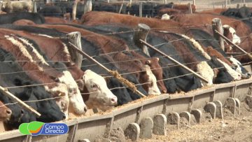 alimentación bovina