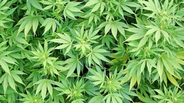 Autosave-File vom d-lab2/3 der AgfaPhoto GmbH