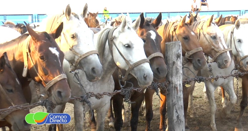 encefalomielitis equina