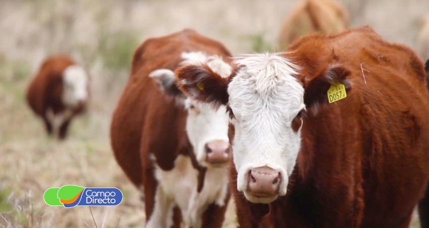 ganado vacuno en pie