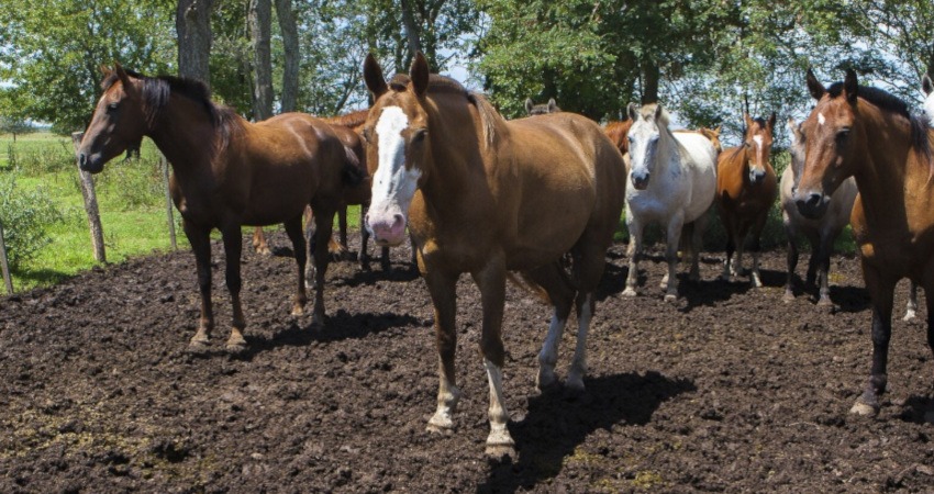 Encefalomielitis Equinas