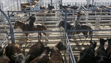 CREATOR: gd-jpeg v1.0 (using IJG JPEG v62), quality = 96