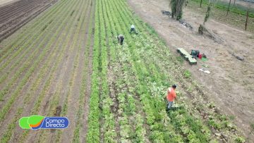 productores hortícolas