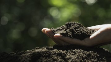 Hand of male holding soil in the hands for planting.