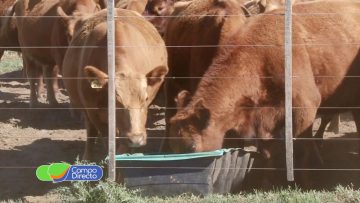 Alimentación de Bovinos