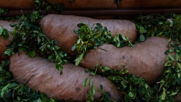 CREATOR: gd-jpeg v1.0 (using IJG JPEG v62), quality = 96