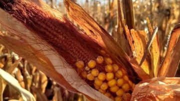 achaparramiento del maiz