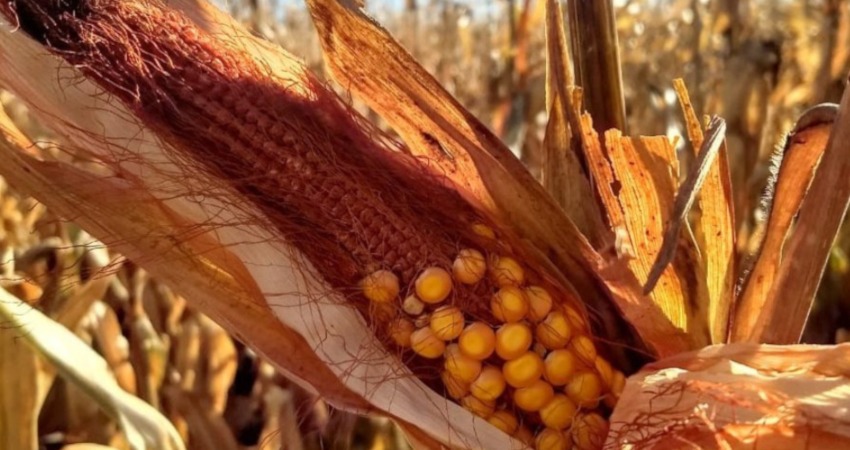 achaparramiento del maíz