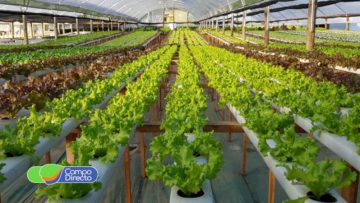 hidroponia