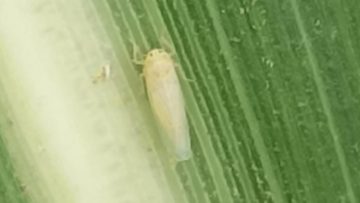 CREATOR: gd-jpeg v1.0 (using IJG JPEG v62), quality = 90?