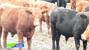 Análisis y opinión