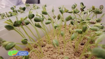 Laboratorio de semillas BCCBA (2)