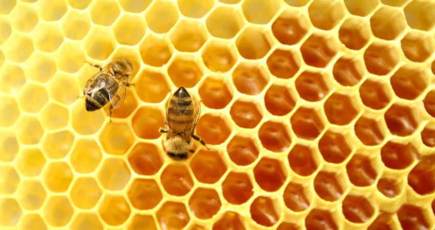 Día Mundial de las Abejas