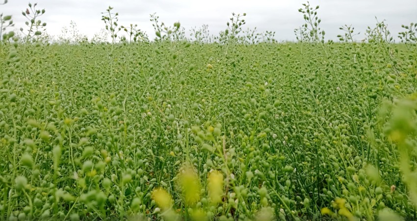 camelina