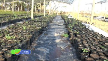 Vivero Agroforestal