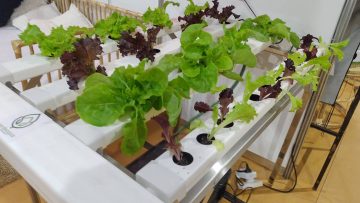 hidroponia (5)