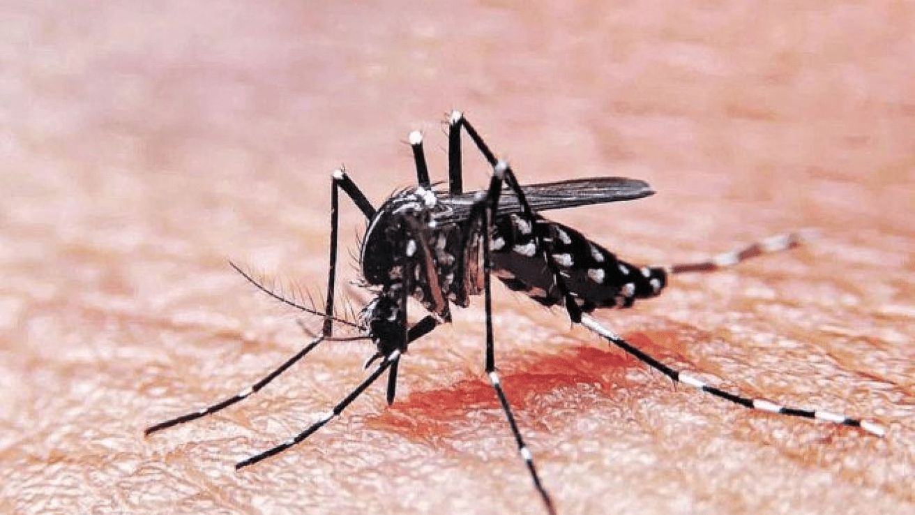 dengue