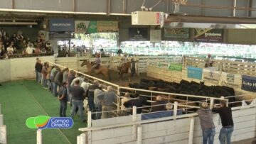 Analisis y opinioón